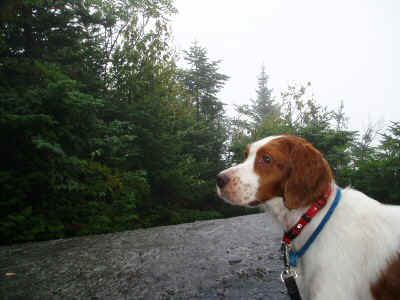 P8190103.JPG (49585 bytes)