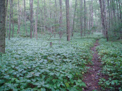 P8200119.JPG (71816 bytes)