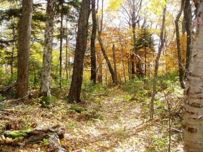 PA170023.JPG (91352 bytes)