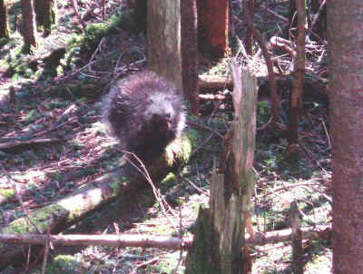 P5150034.JPG (71434 bytes)