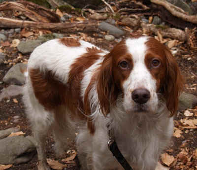 P4010774.jpg (80613 bytes)