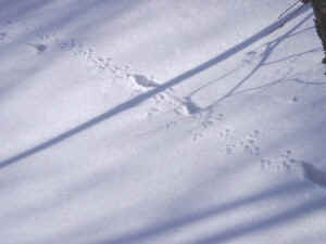 P3190038.JPG (22272 bytes)