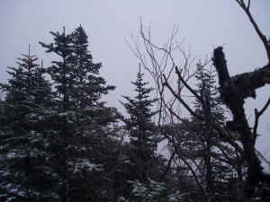 P3200045.jpg (37842 bytes)