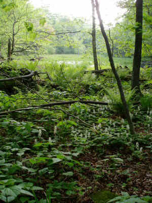 P6040004.JPG (76846 bytes)