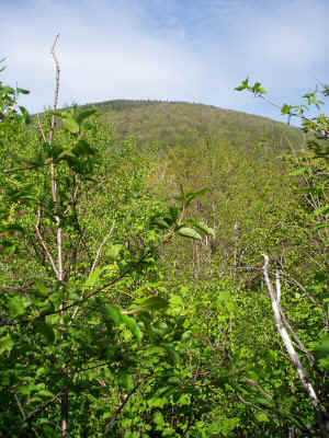 P6040014.JPG (73187 bytes)