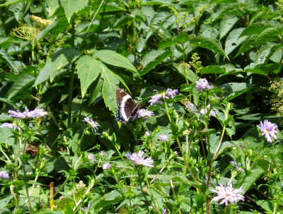 p7290065.jpg (86567 bytes)