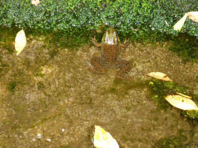 p7290070.jpg (71882 bytes)