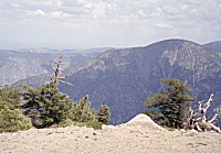 Williamson-Preview.jpg (3656 bytes)
