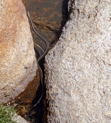 Sierra02-0618.jpg (46840 bytes)