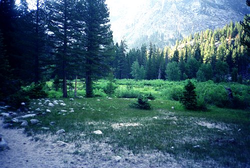 Junction Meadow