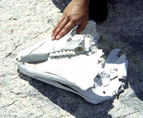 Animal remains near Sixty Lakes Col
