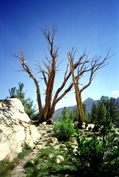 Sixty Lakes Basin