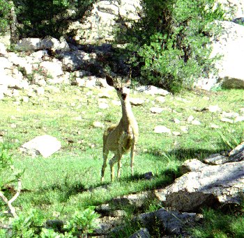 Animal life in Sixty Lakes Basin