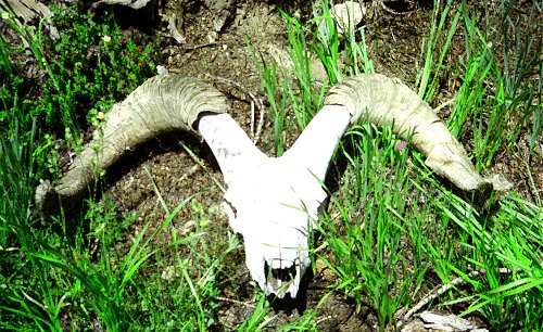 Sheep skull