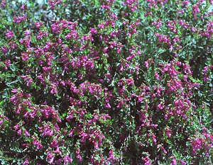 s98-1-16.jpg (43921 bytes)