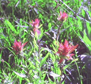 s98-1-24.jpg (37230 bytes)