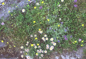 s98-3-03.jpg (35377 bytes)