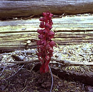 s98-4-11.jpg (39777 bytes)